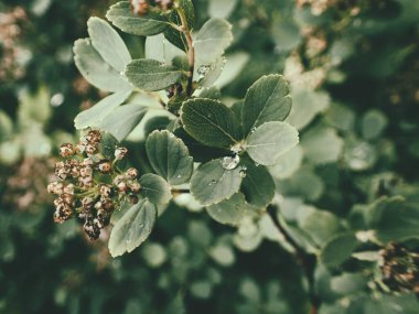 Yeşil yaprakların üzerinde yağmur damlaları olan güzel yaz bitkisi