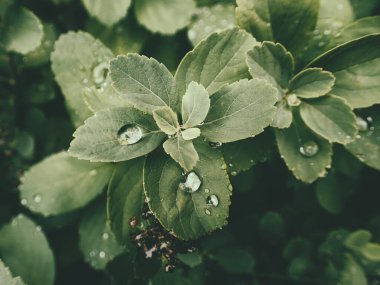 Yeşil yaprakların üzerinde yağmur damlaları olan güzel yaz bitkisi
