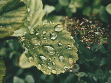 Yeşil yaprakların üzerinde yağmur damlaları olan güzel yaz bitkisi