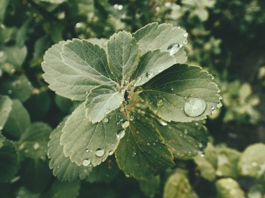 Yeşil yaprakların üzerinde yağmur damlaları olan güzel yaz bitkisi