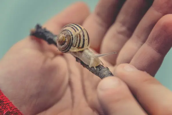 Pequeño Caracol Animal Delicado Sostenido Mano Del Niño —  Fotos de Stock