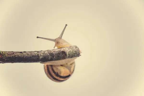 Beautiful Little Beige Snail Shell Climbing Stick Light Cream Background — Stock Photo, Image