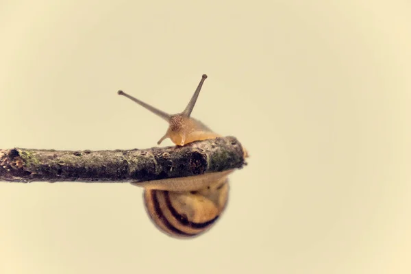 Belo Caracol Bege Com Uma Concha Subindo Uma Vara Fundo — Fotografia de Stock