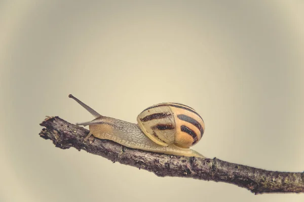 Belo Caracol Bege Com Uma Concha Subindo Uma Vara Fundo — Fotografia de Stock