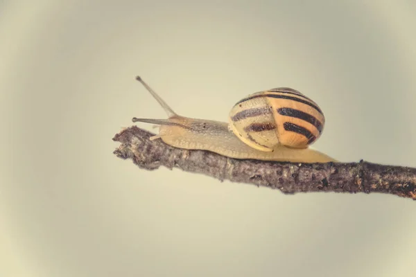 Belo Caracol Bege Com Uma Concha Subindo Uma Vara Fundo — Fotografia de Stock