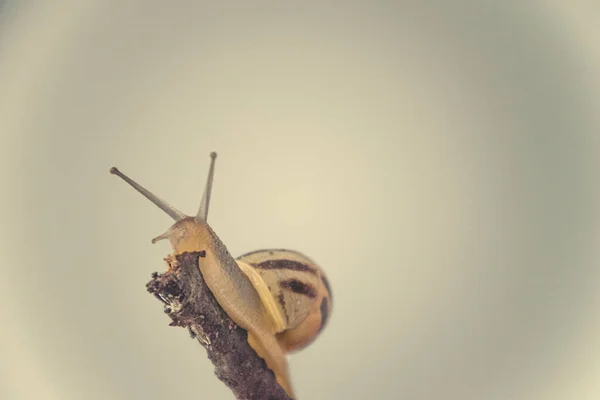 Hermoso Caracol Beige Con Una Concha Trepando Sobre Palo Sobre —  Fotos de Stock