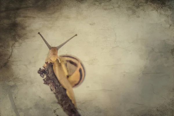 Una Bella Chiocciolina Beige Con Una Conchiglia Che Sale Bastone — Foto Stock