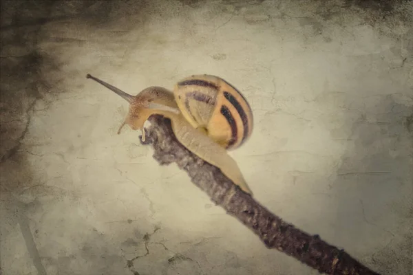 Belo Caracol Bege Com Uma Concha Subindo Uma Vara Fundo — Fotografia de Stock