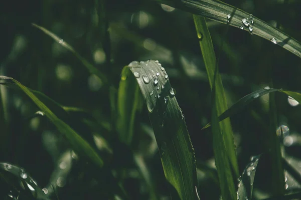 Belo Fundo Com Gotas Frescas Chuva Verão Brilhando Sol Campo — Fotografia de Stock