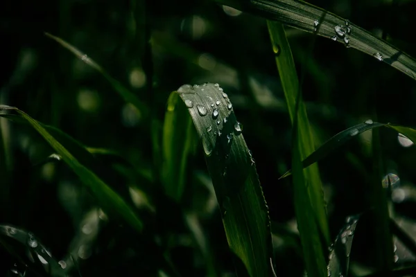 草の畑に太陽の下で輝く夏の雨の新鮮な滴と美しい背景 — ストック写真