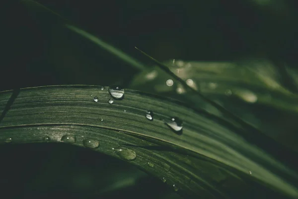 Belo Fundo Com Gotas Frescas Chuva Verão Brilhando Sol Campo — Fotografia de Stock