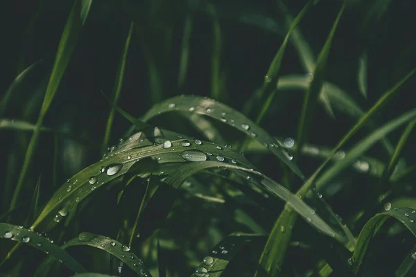 Belo Fundo Com Gotas Frescas Chuva Verão Brilhando Sol Campo — Fotografia de Stock