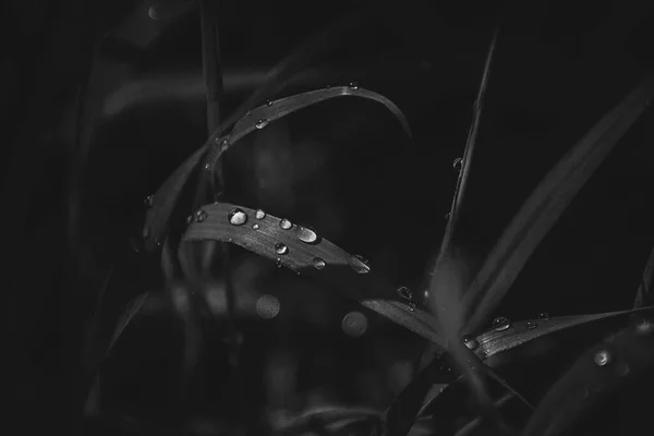 美丽的背景 淡淡的夏雨在草地上的阳光下闪闪发光 — 图库照片