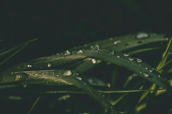 Όμορφο Φόντο Φρέσκες Σταγόνες Καλοκαιρινής Βροχής Λάμπει Στον Ήλιο Ένα — Φωτογραφία Αρχείου