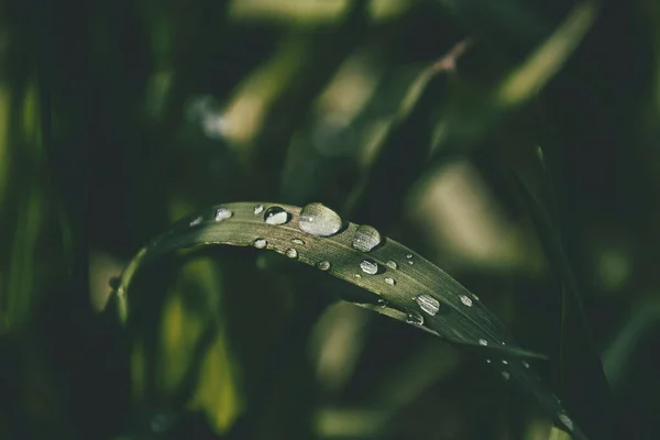 Belo Fundo Com Gotas Frescas Chuva Verão Brilhando Sol Campo — Fotografia de Stock