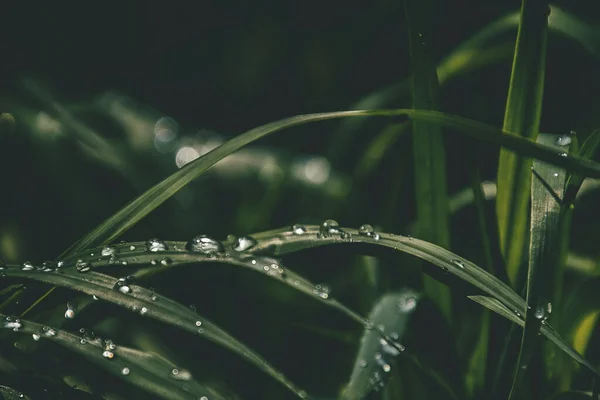 Belo Fundo Com Gotas Frescas Chuva Verão Brilhando Sol Campo — Fotografia de Stock