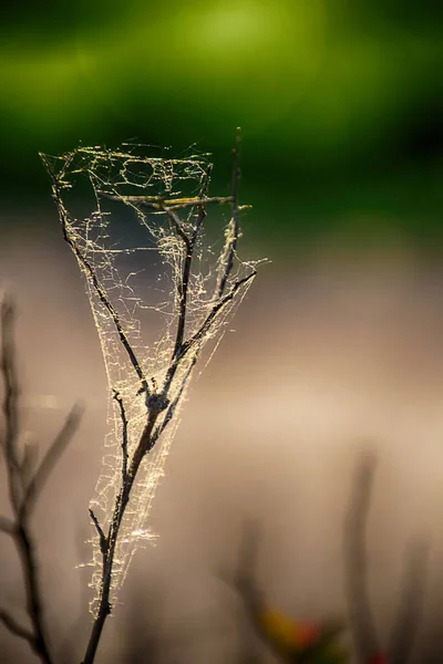 Hermosa Tela Araña Una Rama Primavera Sobre Fondo Verde Aire —  Fotos de Stock