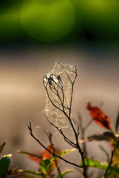 Krásná Pavučina Jarní Větev Proti Zelenému Pozadí Venku Detailu — Stock fotografie