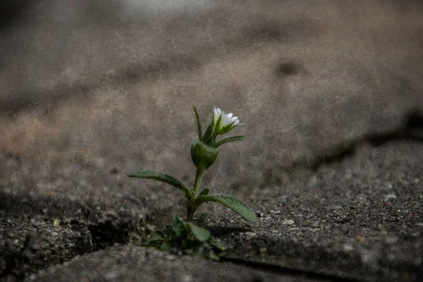 Güzel, narin, beyaz bir çiçek baharda beton kaldırımların arasında yaşayacak bir yer için savaşıyor.