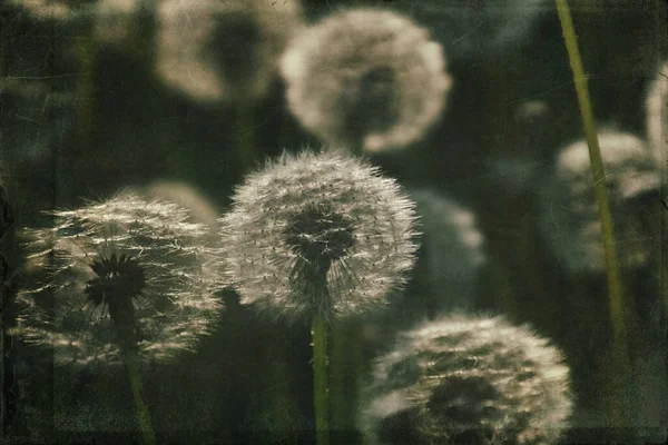 Yeşil çimlerde yetişen güzel, narin karahindibalar. Yaz güneşinin ılık ışınlarında.