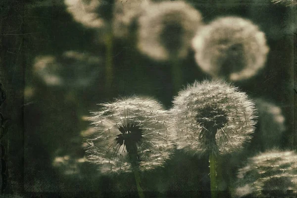 Yeşil çimlerde yetişen güzel, narin karahindibalar. Yaz güneşinin ılık ışınlarında.