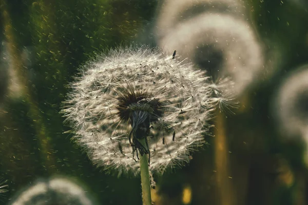 Mooie Delicate Paardebloemen Groeien Het Groene Gazon Warme Stralen Van — Stockfoto