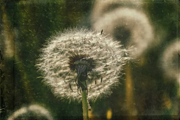 Mooie Delicate Paardebloemen Groeien Het Groene Gazon Warme Stralen Van — Stockfoto