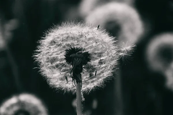 Yeşil çimlerde yetişen güzel, narin karahindibalar. Yaz güneşinin ılık ışınlarında.