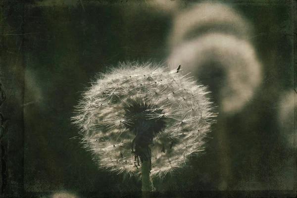 夏の太陽の暖かい光の中で緑の芝生の上で育つ美しい繊細なタンポポ — ストック写真