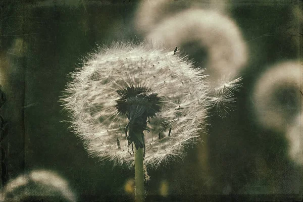 Yeşil çimlerde yetişen güzel, narin karahindibalar. Yaz güneşinin ılık ışınlarında.