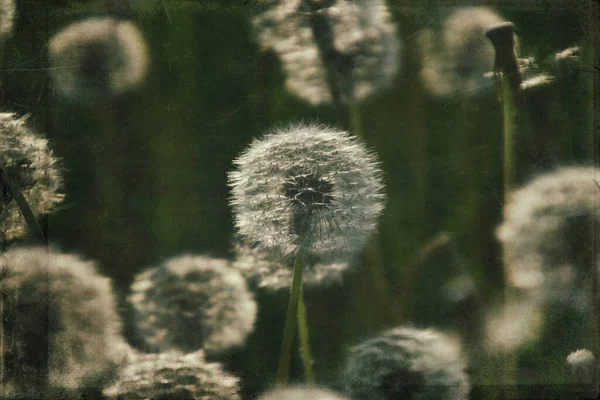 Yeşil çimlerde yetişen güzel, narin karahindibalar. Yaz güneşinin ılık ışınlarında.