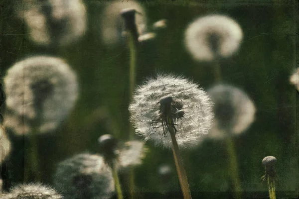 Yeşil çimlerde yetişen güzel, narin karahindibalar. Yaz güneşinin ılık ışınlarında.