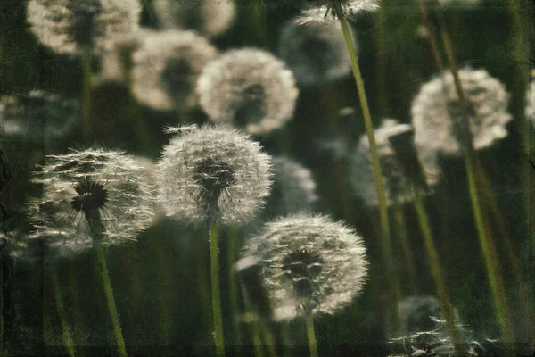 Piękne Delikatne Dmuchawce Rosnące Zielonym Trawniku Ciepłych Promieniach Letniego Słońca — Zdjęcie stockowe