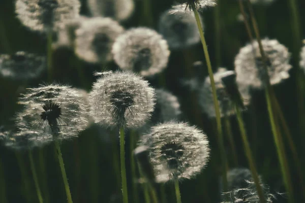 Yeşil çimlerde yetişen güzel, narin karahindibalar. Yaz güneşinin ılık ışınlarında.