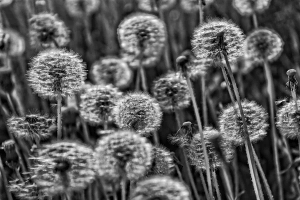 Indah Lembut Dandelion Tumbuh Rumput Hijau Sinar Hangat Matahari Musim — Stok Foto