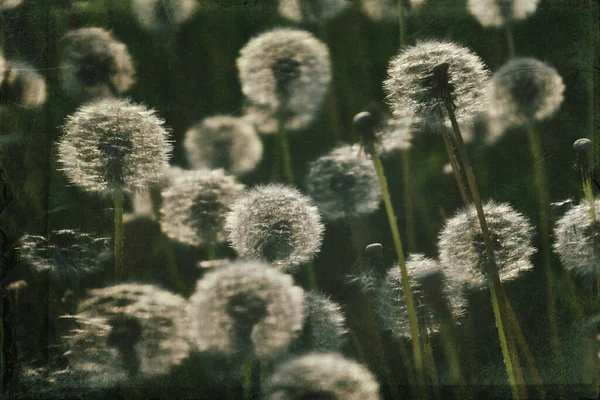 Yeşil çimlerde yetişen güzel, narin karahindibalar. Yaz güneşinin ılık ışınlarında.