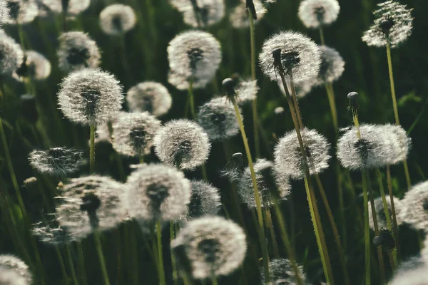Yeşil çimlerde yetişen güzel, narin karahindibalar. Yaz güneşinin ılık ışınlarında.