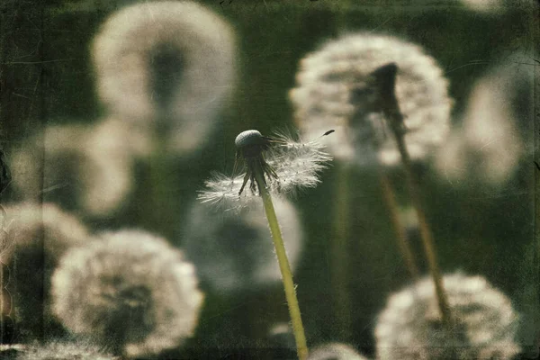 Yeşil çimlerde yetişen güzel, narin karahindibalar. Yaz güneşinin ılık ışınlarında.