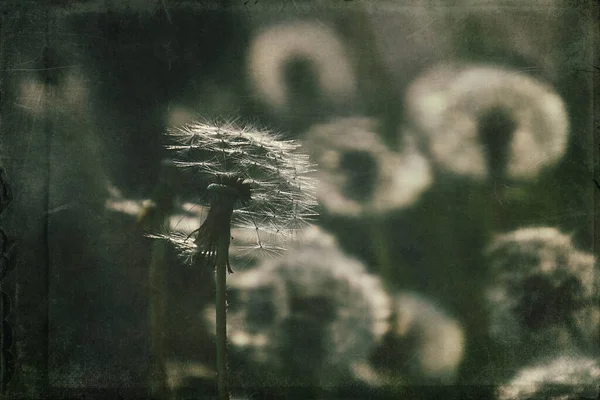 Yeşil çimlerde yetişen güzel, narin karahindibalar. Yaz güneşinin ılık ışınlarında.