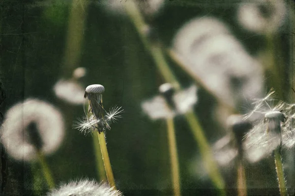 Yeşil çimlerde yetişen güzel, narin karahindibalar. Yaz güneşinin ılık ışınlarında.