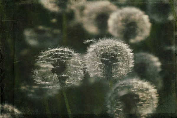 Yeşil çimlerde yetişen güzel, narin karahindibalar. Yaz güneşinin ılık ışınlarında.