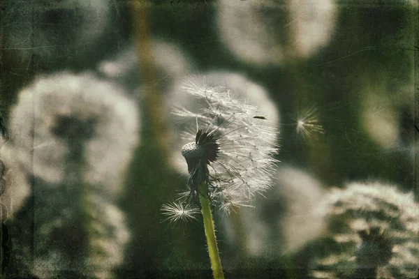 Yeşil çimlerde yetişen güzel, narin karahindibalar. Yaz güneşinin ılık ışınlarında.