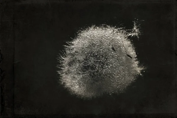 Yeşil çimlerde yetişen güzel, narin karahindibalar. Yaz güneşinin ılık ışınlarında.