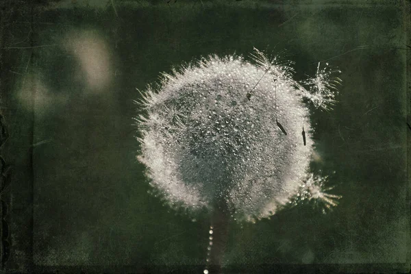 Yeşil çimlerde yetişen güzel, narin karahindibalar. Yaz güneşinin ılık ışınlarında.