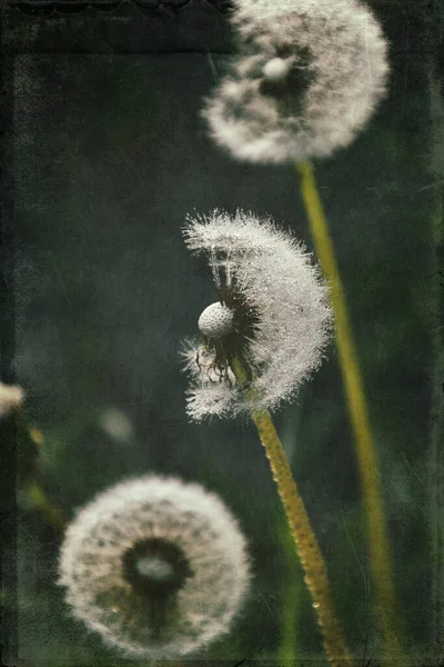 Yeşil çimlerde yetişen güzel, narin karahindibalar. Yaz güneşinin ılık ışınlarında.
