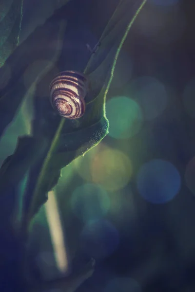 Beautiful Little Snail Sleeping Green Leaf Summer Day Close — Stock Photo, Image