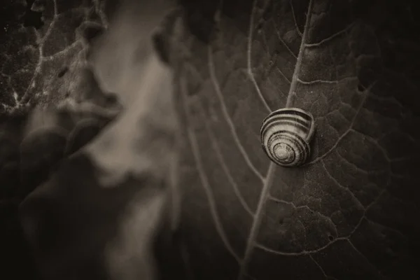 Beautiful Little Snail Sleeping Green Leaf Summer Day Close — Stock Photo, Image