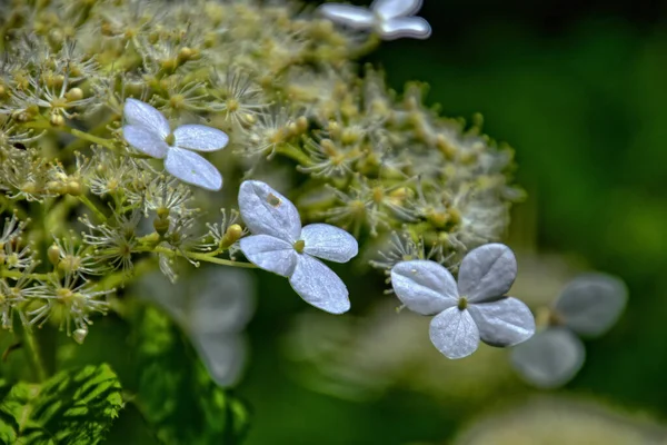 Gyönyörű Tavaszi Bokor Fehér Virágok Virágzik Közelről Forró Napsugarak — Stock Fotó