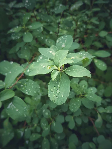 Hermosa Planta Verano Con Gotas Lluvia Hojas Verdes — Foto de Stock