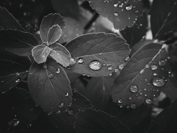 Hermosa Planta Verano Con Gotas Lluvia Las Hojas Monocromáticas — Foto de Stock